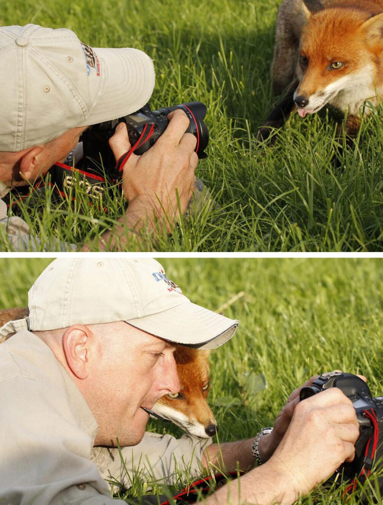 3. Еще одна лиса решила показать фотографу свой язык, а после посмотреть полученные снимки.