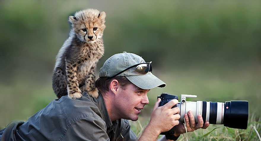 9. Этот детеныш гепарда не доволен тем, что снимают не его.