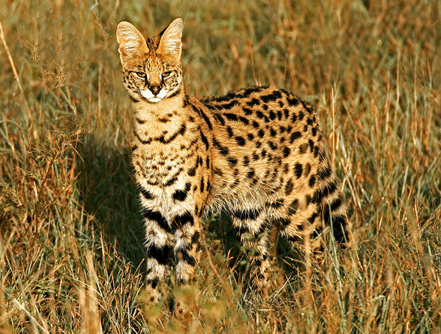 10 Сервал, или кустарниковая кошка. Отличительная особенность сервала – его длинные лапки и уши. Обитает в Африке.