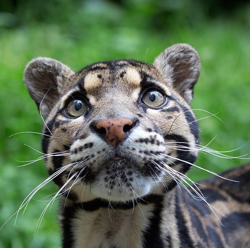 6. Дымчатый леопард – один из древнейших видов кошачьих. Смотрите, какой милый. Обитает на юго-востоке Азии.