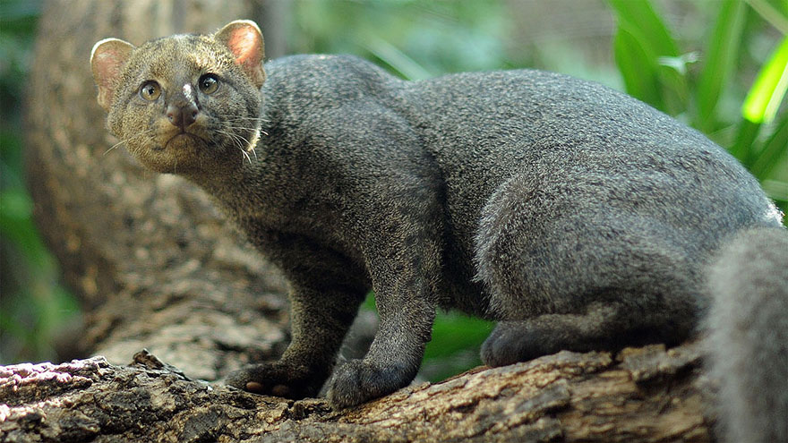 8. Ягуарунди – один из самых необычных кошек, благодаря своему внешнему виду. Обитают в Южной Америке.
