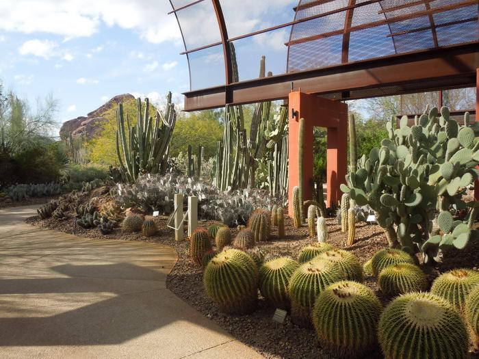 6. Desert Botanical Gardens, Феникс, Аризона. 