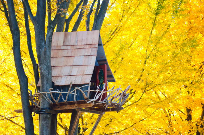 3. Дом на дереве в окружении красивых желтых деревьев. Этот домик расположен в столице Японии – Токио. Дом имеет забор, сделанный из кривых веток, что придает ему схожесть с большим птичьим гнездом.