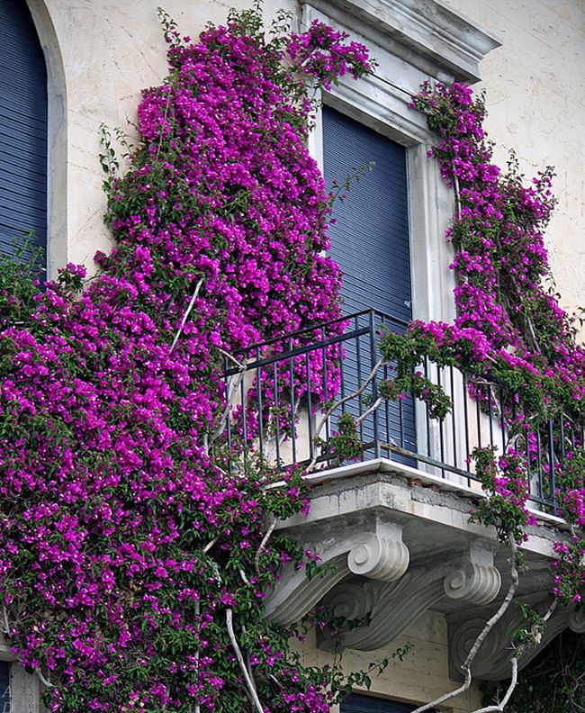 6. Еще один итальянский балкон украшенный пурпурными цветами. 
