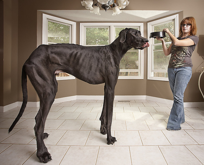 2, Дог Зевс. Высота пса 91,44 см в холке, а длина 2,22 метра. Вес пса почти 70 кг. 