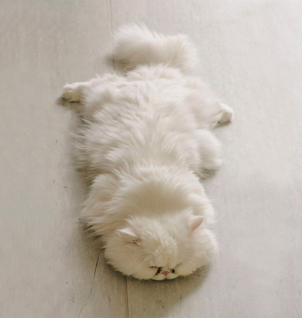 12. Пушистым коты могут с комфортом устроится на полу.