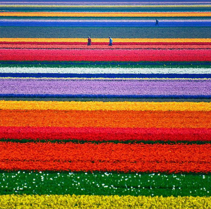 9. Тюльпанные поля в Голландии. 