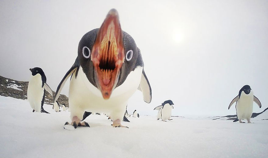 1 Когда пингвины атакуют, Антарктида. Фото: Sea Berry.