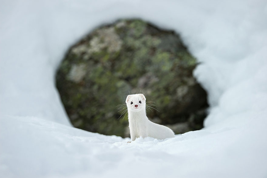 11. Белый как снег, Национальный парк Гран Парадизо, Италия. Фото: Stephano Unterthiner.