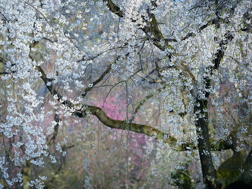 19. Цветение, Япония. Фото: Юкио Мики.