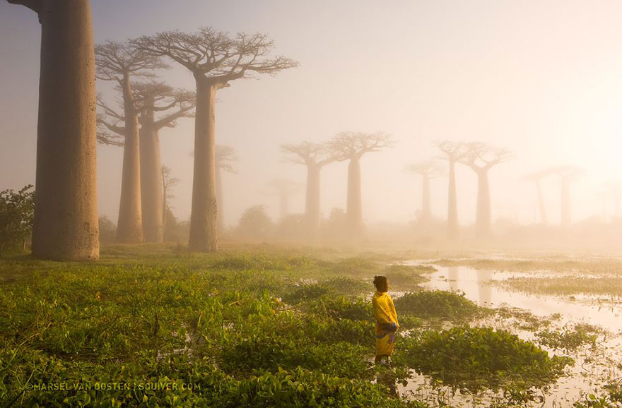 7. Мать леса, Мадагаскар. Фото: Marsel Van Oosten.