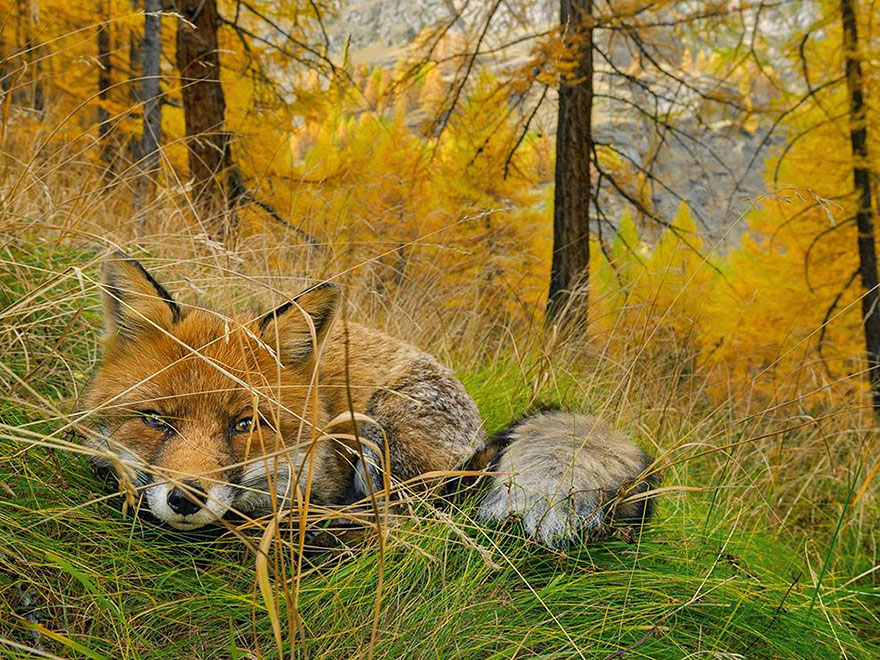 9. Лиса, Национальный парк Гран Парадизо, Италия. Фото: Stefano Unterthiner.
