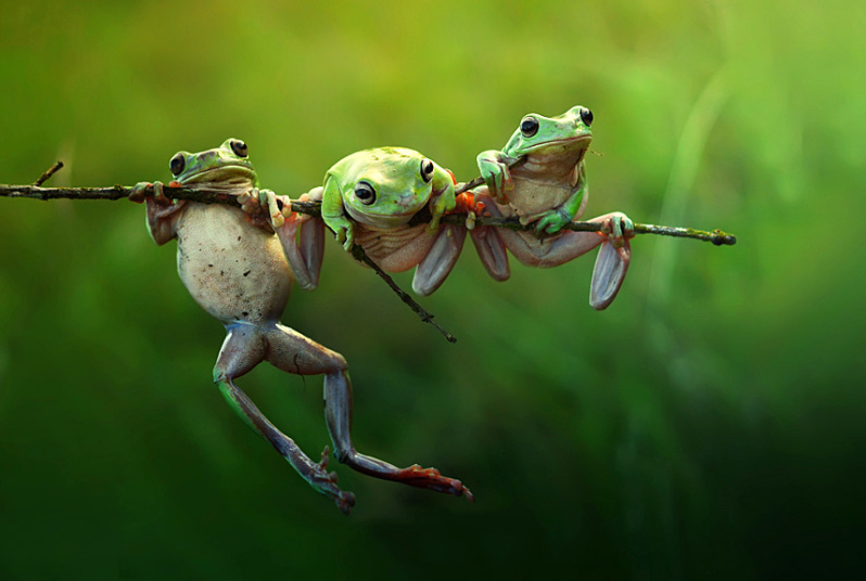 4. Природа и Дикая природа - Три милые лягушки в утреннем свете. Фото: Harfian Herdi.