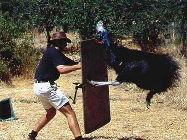 15. Также в Австралии вам могут поджидать казуары – агрессивные и злобные птицы, к которым лучше не подходить слишком близко.