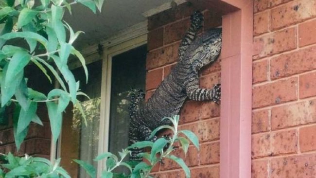 9. Австралийцы должны как можно чаще проверять свои дома на наличие гигантских ящериц.