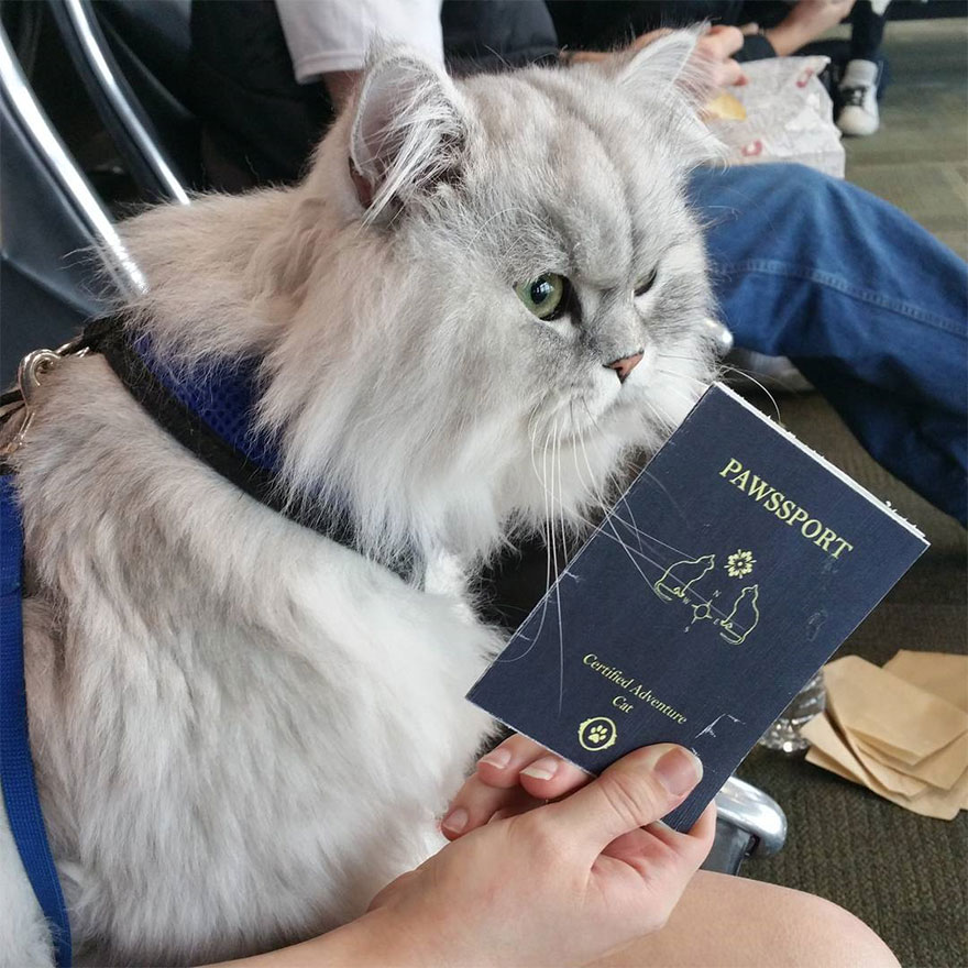 11. Паспорт кота уже готов!