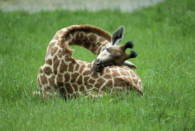 9. Вы когда-нибудь видели, как спят жирафы?