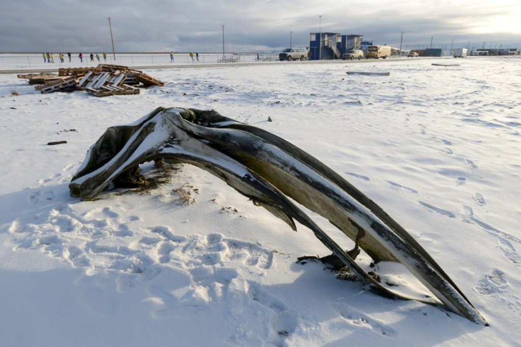 19. Череп гренландского кита, лежащий на пляже.