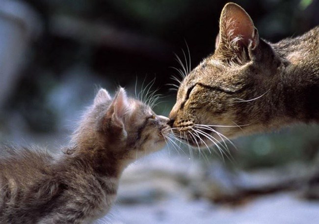 22. Кошки приветствуют друг друга, соприкасаясь носами.
