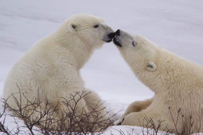 5. Полярные медведи трутся носами, когда просят о помощи других медведей.