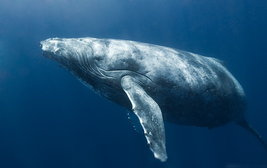 25. Всемирный день защиты морских млекопитающих (День кита).