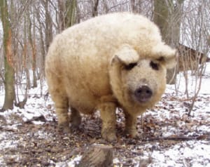 mangalitsa-1
