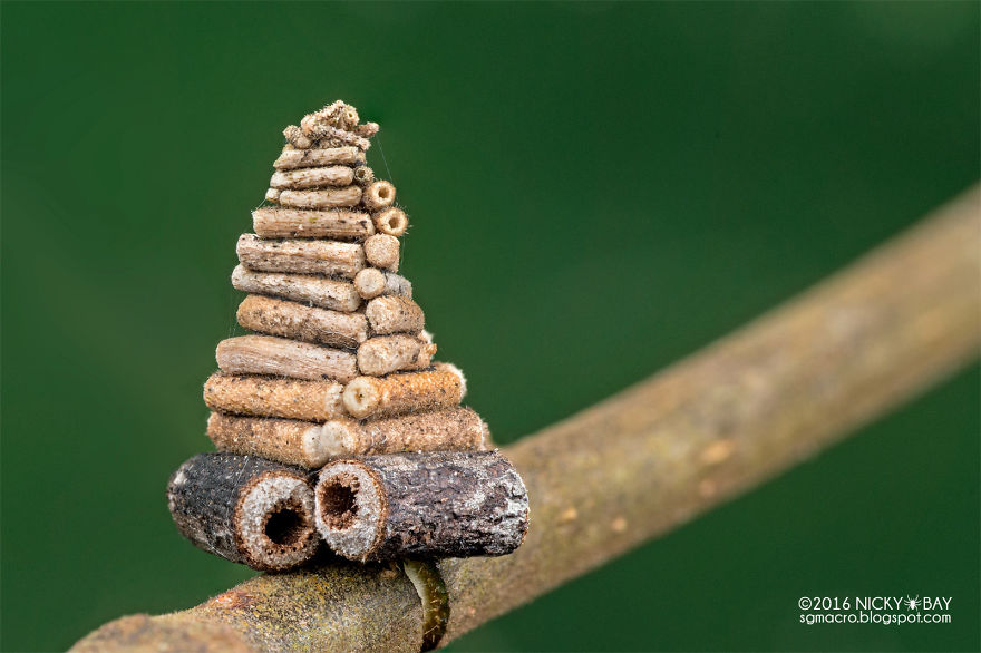1. Домик гусеницы-мешочницы. Гусеница собирает небольшие ветки и распиливает их, чтобы в последствии построить себе жилье. 