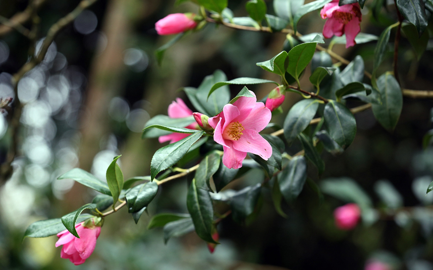 4. Камелия начинает цветение еще зимой и к весне полностью распускается. Камелия поражает своей красотой, но требует должного ухода в качестве комнатного растения.
