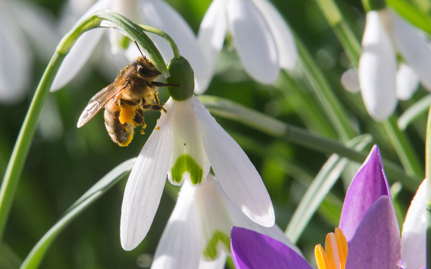 6. Согретая весенним солнцем пчела решила наведаться на цветок подснежника.