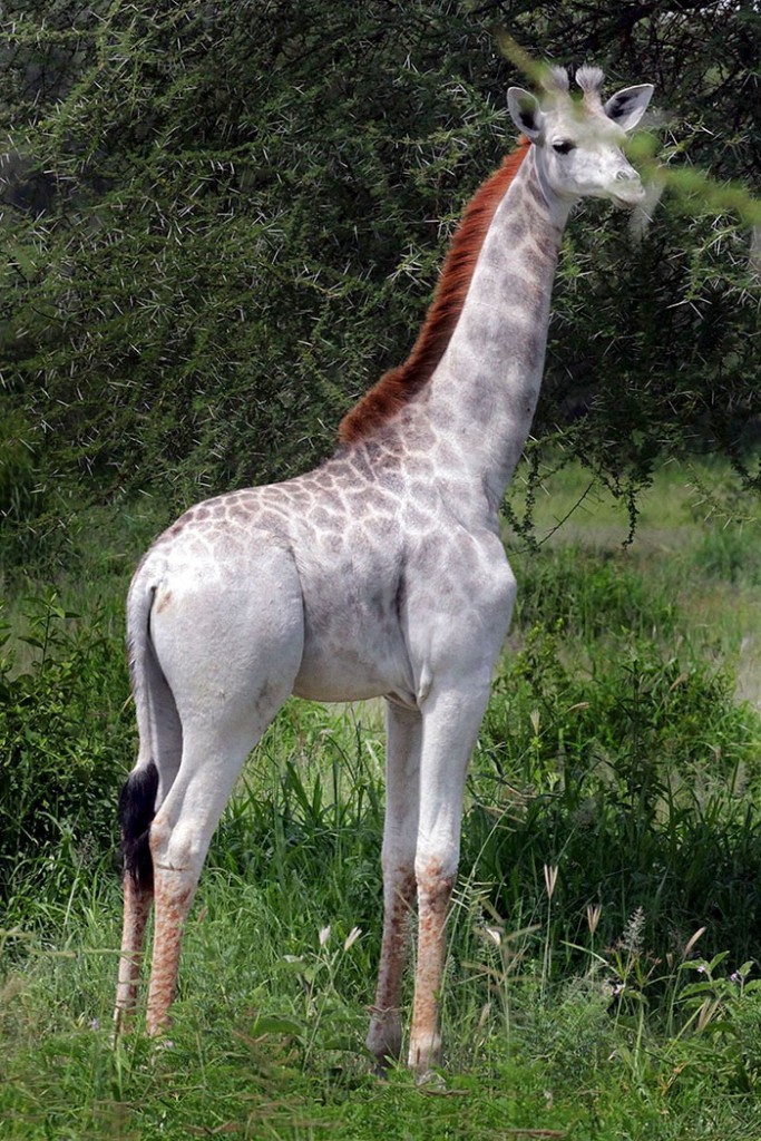 1. «Омо является единственным известным нам жирафом белого цвета» - говорит доктор Дерек Ли.