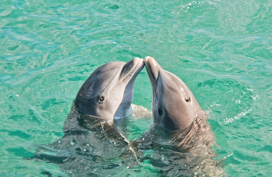 28. Влюбленные дельфины