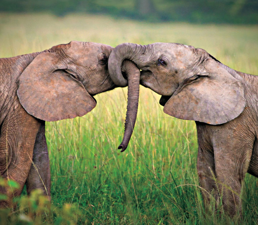 7. Влюбленные слоны.