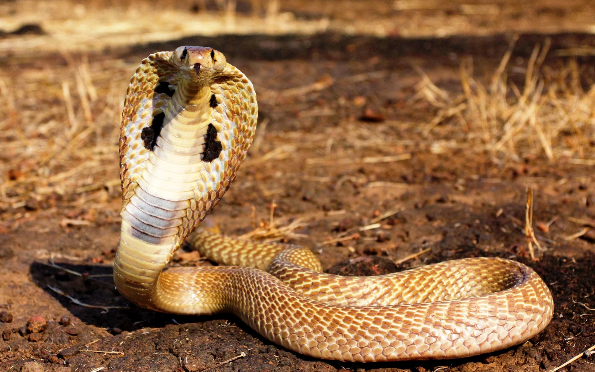 12. Коэффициент смертности от яда очковой змеи – 20-30%.