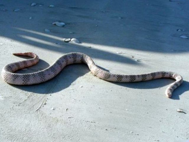 18. Морская змея Дюбуа обладает смертоносным ядом и одного укуса достаточно, чтобы убить человека. Смертность от ее укуса – 3%. 