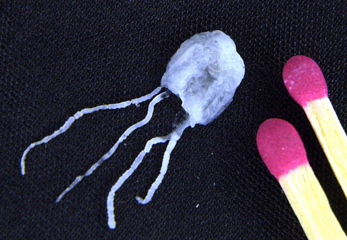 21. Медуза ируканджи – просто крошечная, но невероятно ядовитая. Мучительную боль от укуса неспособны заглушить даже мощные болеутоляющие. 