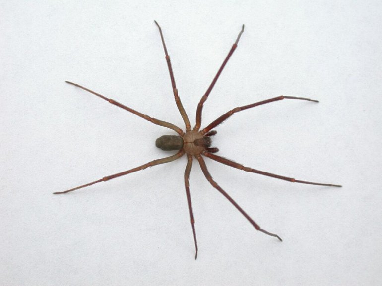 5 Укус коричневого паука-отшельника вызывает тошноту, рвоту и ужасный некроз тканей. Для детей или людей с ослабленным иммунитетом яд паука особо опасен.