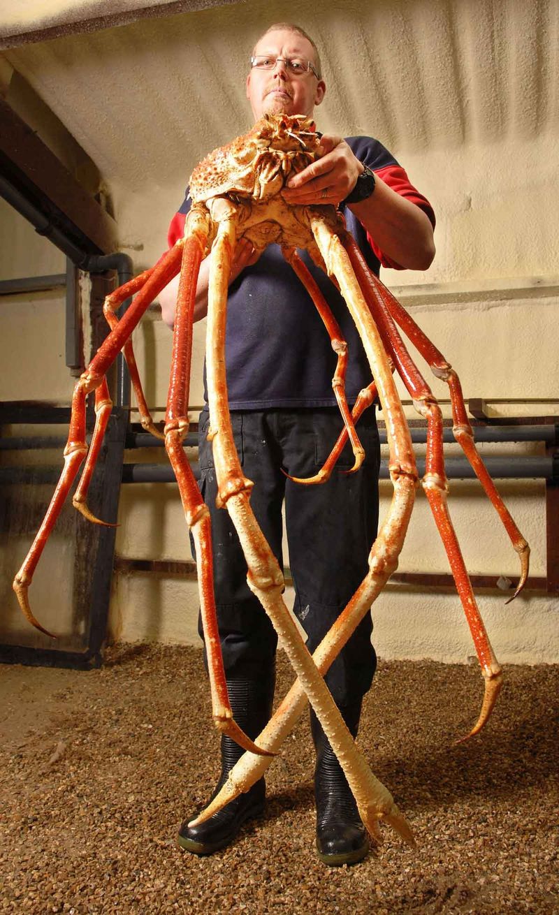 12. Японский краб-паук имеет длинные ноги, которые могут достигать в длину до 3 метров.