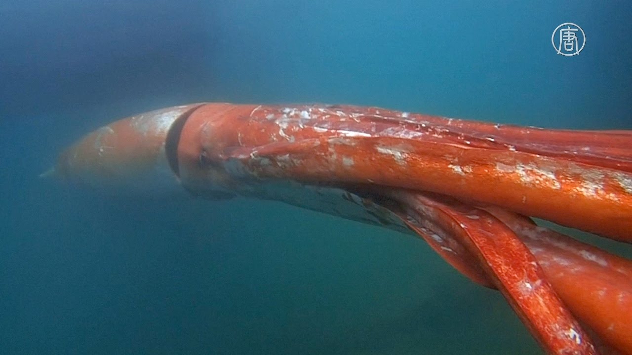 5. Гигантские кальмары – одни из крупнейших живых организмов в мире. Самки могут достигать до 13,1 метров в длину.