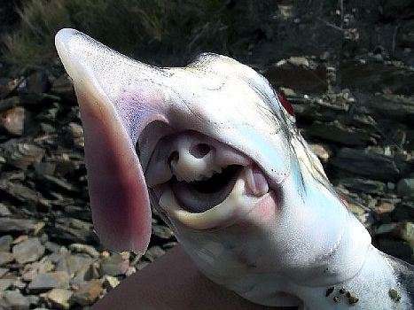 7. Австралийский каллоринх. Странный нос этой рыбы служит ей для поиска пищи в песке.
