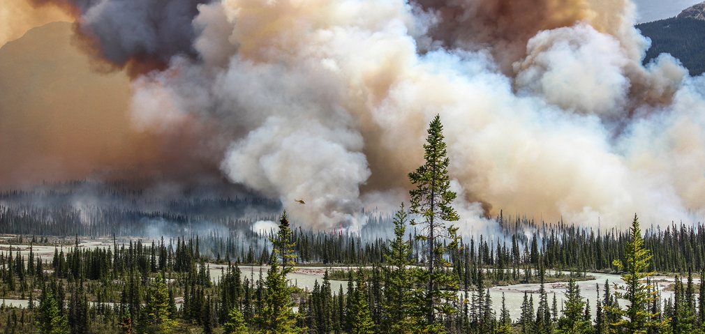 1. Звание экологического фотографа 2016 года присуждается Саре Линдстрем за ее фотографию «Wildfire». 