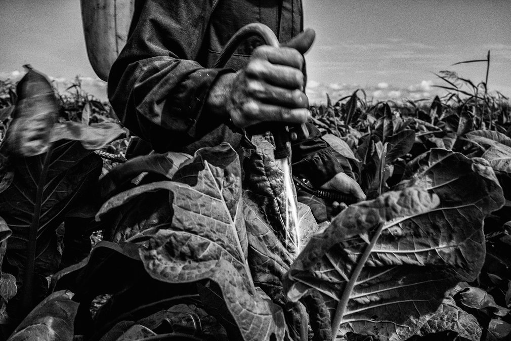 12. Сесар Родригес. Артемио уже 50 лет применяет пестициды на табачных полях в Мексике. Постоянный контакт с химикатами все больше подрывает его здоровье.
