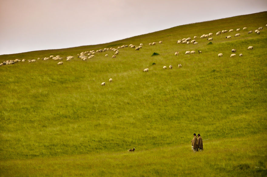 6. Пастухи со своими овцами на холмах Трансильвании.