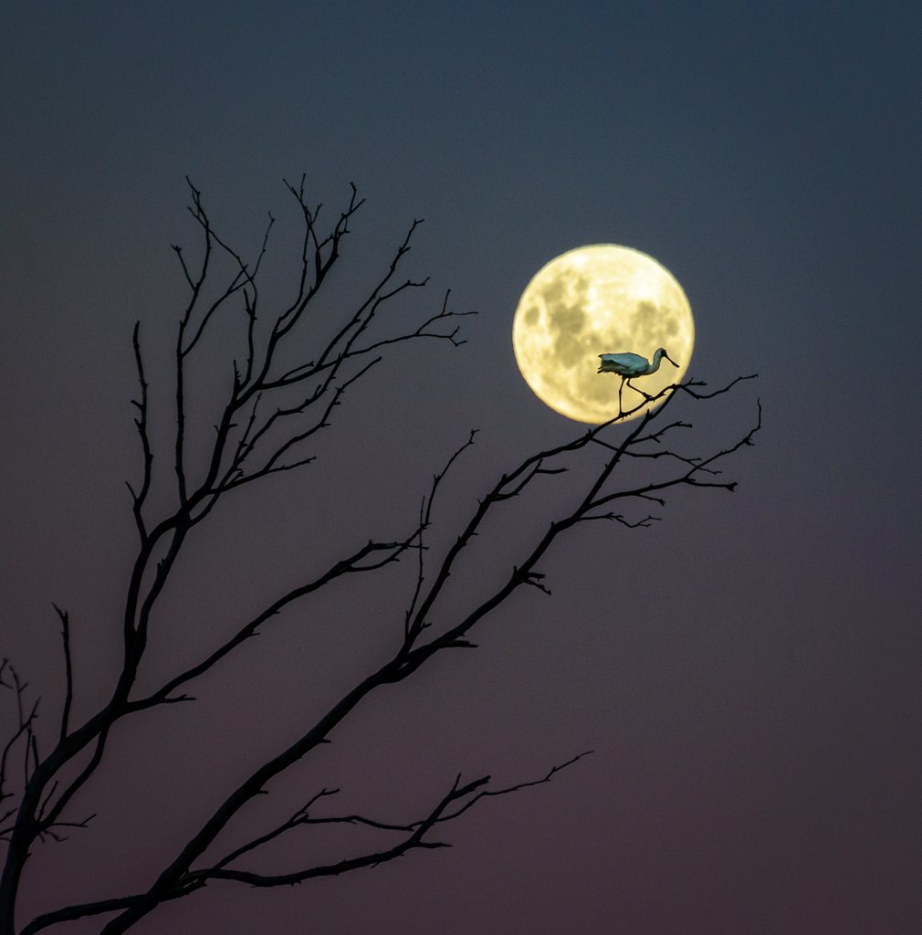 4. Эндрю Колдуэлл (Новая Зеландия) - Вилка, ложка и Луна. Королевский Спунбилл сидит на ветке при свете луны.