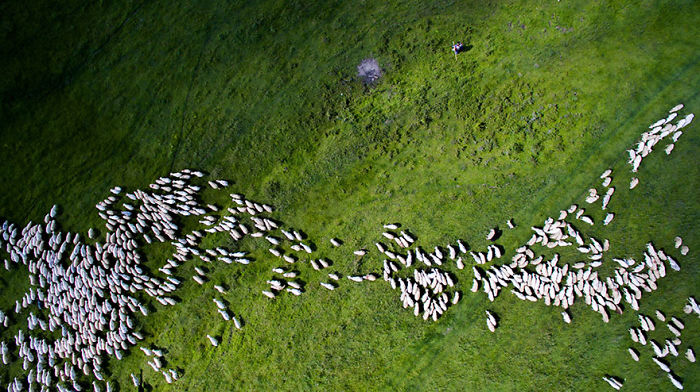 8. Эти овечки заняли второе место в категории Живая природа.