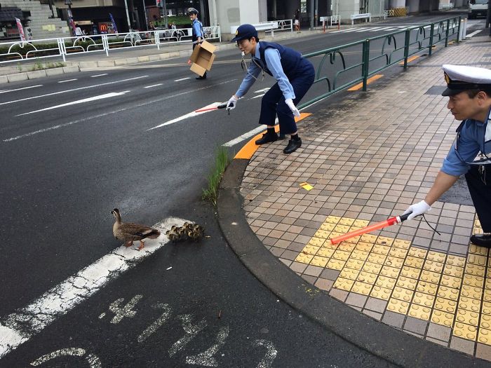6. Японские полицейские помогают утке с утятами перейти дорогу.