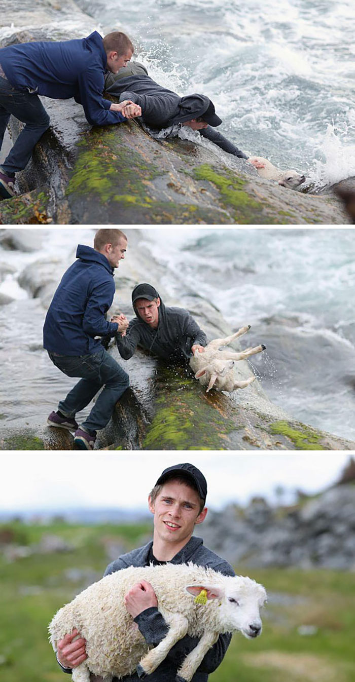 8. Два парня из Норвегии спасают тонущего ягненка. 