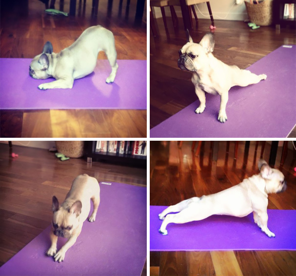 10. Когда ваша собака освоила йогу.