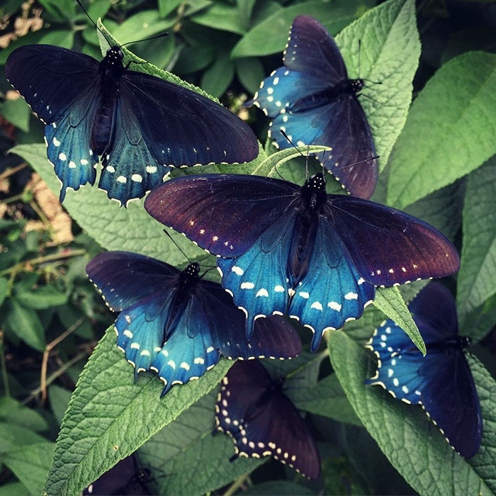 9. «Каждый год мы видели все больше бабочек, летающих в саду, откладывающих яйца, из которых потом появляются гусеницы, успешно окукливающиеся и стающие новыми бабочками» - делится своей радостью Тим Вонг.