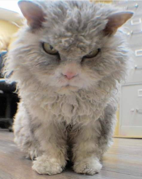 4. Альберт – кот породы Селкирк Рекс.