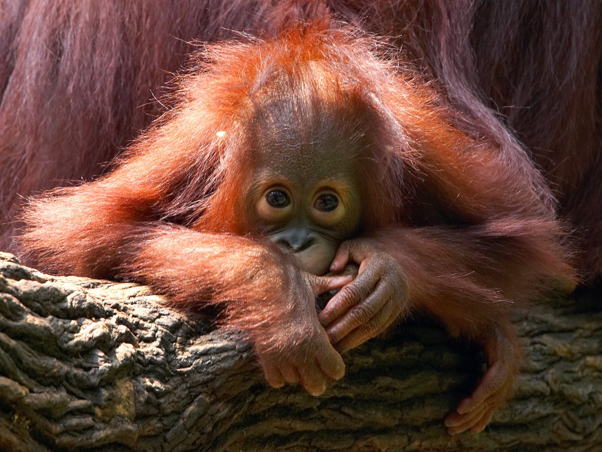 1. Калимантанский орангутан.